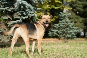 Freundlicher und anhänglicher Grisha sucht Familie