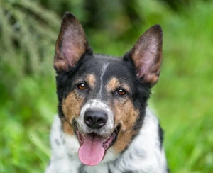 Liebevoller Miron sucht seine menschen