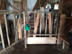 Selbstfang-Fressgitter für 5 Kühe wegen Betriebsumstellung abzugeben Bild 2