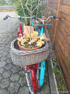 1 Holland Rad & 1 City Bike. Bild 4