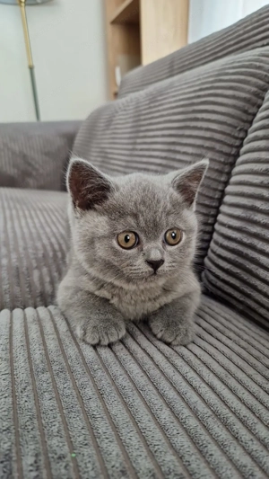 British Kurzhaar 5 Monate