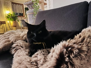 Maine Coon mix Bild 2 Maine Coon mix Bild 2