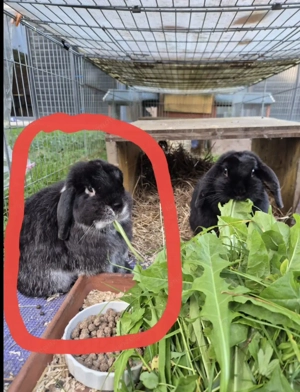 schwarzes Zwergkaninchen in Dornbirn Hatlerdorf vermisst