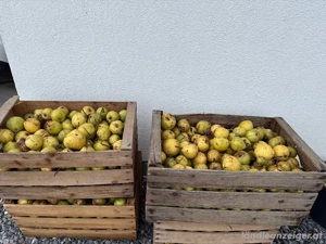 Mostbirnen alte Sorte zum Schnaps Brennen