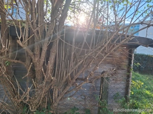 Gartenhaus zum Selbstabbau Bild 2