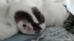 Katzen Nanny gesucht