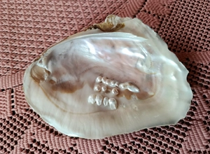 Perlmut Muschelschale mit Perlen