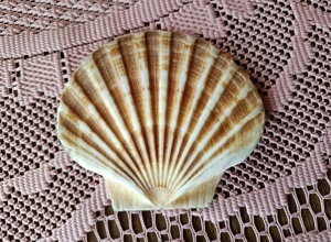 Jakobs Muschel Einzelstrück