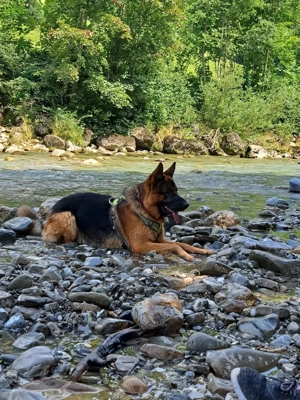 Nettes ,solventes Paar mittleren Alters sucht Häuschen mit Geschichte.AB 01.02.2026!!!!