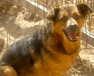 Eddy freut sich auf SEIN neues Leben - NOTFALL Bild 3