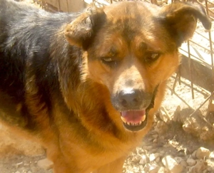 Eddy freut sich auf SEIN neues Leben - NOTFALL Bild 6