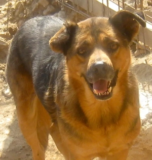 Eddy freut sich auf SEIN neues Leben - NOTFALL