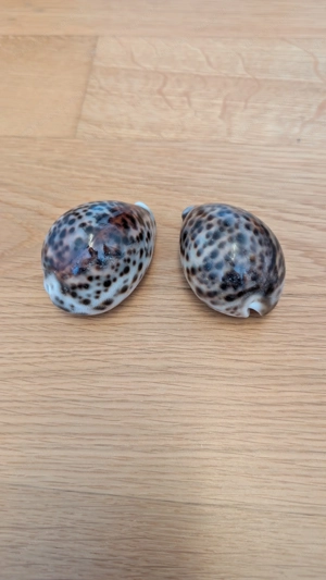 Tigermuschel Kauri Porzellan Schnecke 7cm Meer