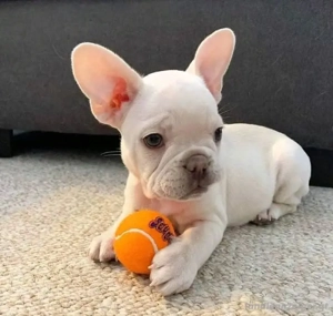 Gezonde en goed gesocialiseerde Franse bulldog-puppy's beschikbaar en klaar voor herplaatsing.