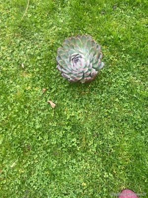 Sukkulenten Bild 2