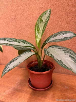 Zimmerpflanze Bild 2