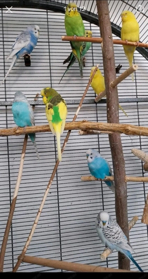 Vögel Käfig zum verkaufen 