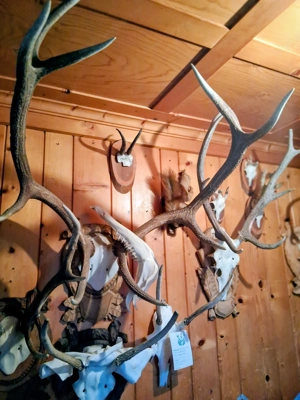 Trophäen günstig abzugeben... Bild 2