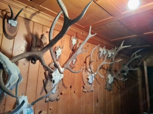 Trophäen günstig abzugeben...