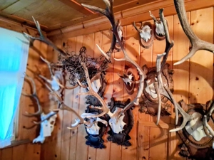 Trophäen günstig abzugeben... Bild 3