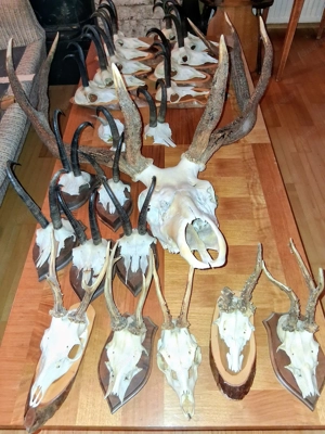 Trophäen günstig abzugeben... Bild 4