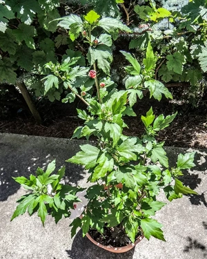 Winterharte  Montbretien; eine Konifere,  Bild 6