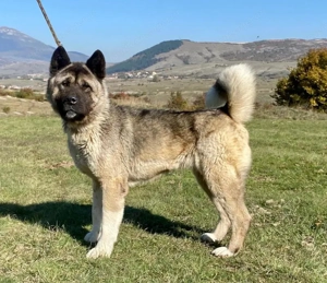 Akita sucht erfahrene Menschen Bild 5