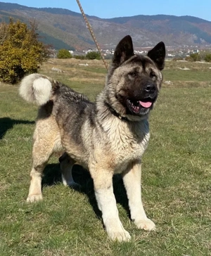 Akita sucht erfahrene Menschen Bild 3