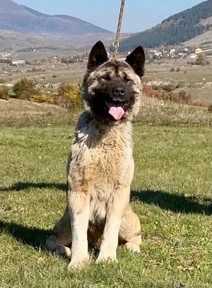 Akita sucht erfahrene Menschen Bild 4