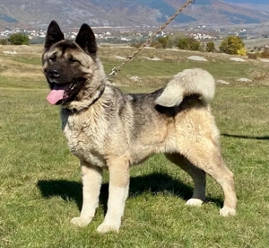 Akita sucht erfahrene Menschen Bild 6