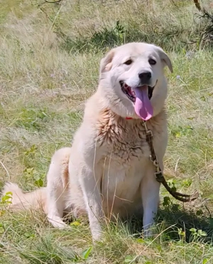 Lady Carolina wünscht sich liebevolles Zuhause Bild 4