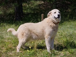 Lady Carolina wünscht sich liebevolles Zuhause Bild 6