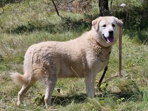 Lady Carolina wünscht sich liebevolles Zuhause Bild 7