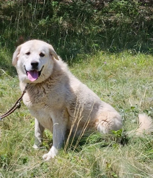 Lady Carolina wünscht sich liebevolles Zuhause Bild 2