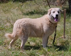 Lady Carolina wünscht sich liebevolles Zuhause Bild 5