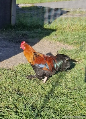 3 junge Hähne zu verschenken