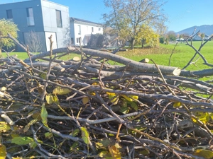 Brennholz zu verschenken