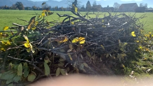 Brennholz zu verschenken Bild 2