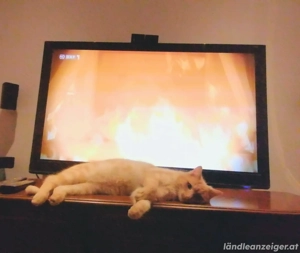 plasma tv full hd 50 Zoll Bild 3