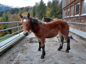 Stutfohlen zu verkaufen Bild 2