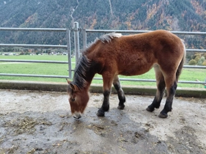 Stutfohlen zu verkaufen Bild 3