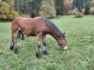 Stutfohlen zu verkaufen Bild 5