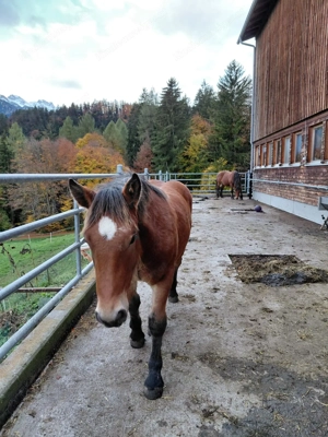 Stutfohlen zu verkaufen Bild 4