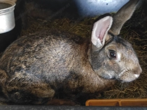 Hasen zum Schlachten zu verkaufen