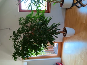 Grosser Benjamin in Seramis mit Topf