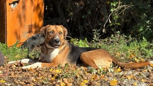 Bobby Boy träumt von SEINER eigenen Familie Bild 5