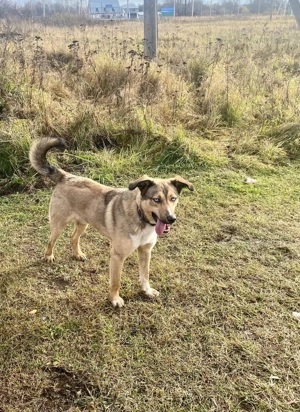 Skye verzaubert dich mit seinen blauen Augen Bild 2