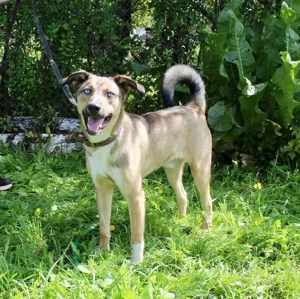 Skye verzaubert dich mit seinen blauen Augen Bild 4