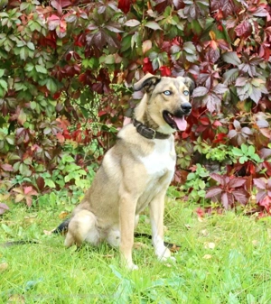 Skye verzaubert dich mit seinen blauen Augen Bild 3