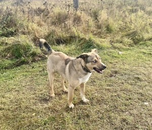 Skye verzaubert dich mit seinen blauen Augen Bild 5